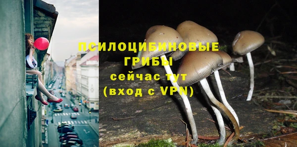 стаф Бородино